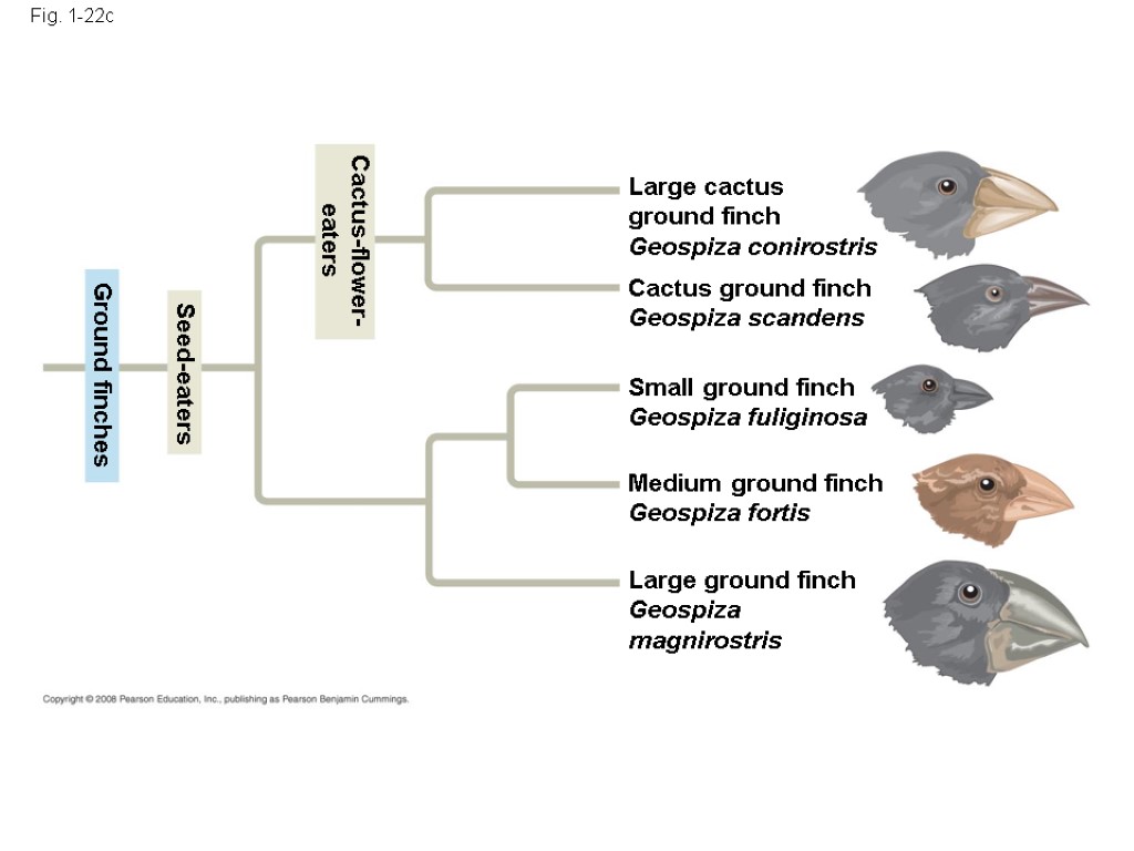 Fig. 1-22c Large cactus ground finch Geospiza conirostris Cactus ground finch Geospiza scandens Small